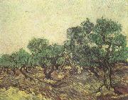 Vincent Van Gogh Olive Picking (nn04) Spain oil painting artist